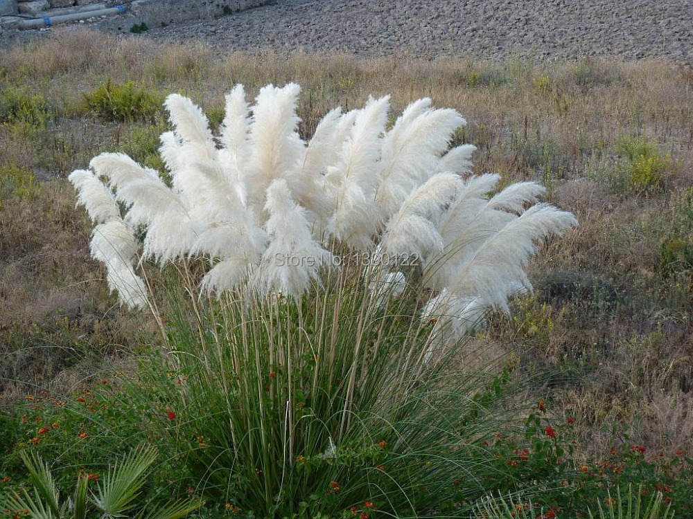 1200 PCS package PAMPAS GRASS seeds rare reed flower seeds for home garden planting Selloana Seeds