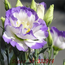 Hot Sale 2015 20 Colors Rare eustoma seeds Flower Seeds 50pc/pack Bonsai Seeds for Home & Garden Free Shipping