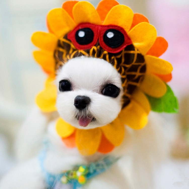 2016    Sun Flower    Cap   Pet      casquette  chien