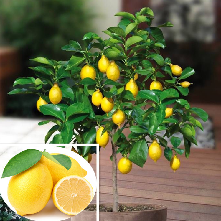 Bonsai Lemon Tree Seeds High survival Rate Fruit T...