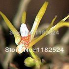 100 SEEDS - Thrixspermum centipeda - Phalaenopsis ...