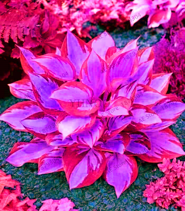 Hosta Bulbs Perennials Plantain Lily Flower White Lace Hardy Ground Bonsai Rare