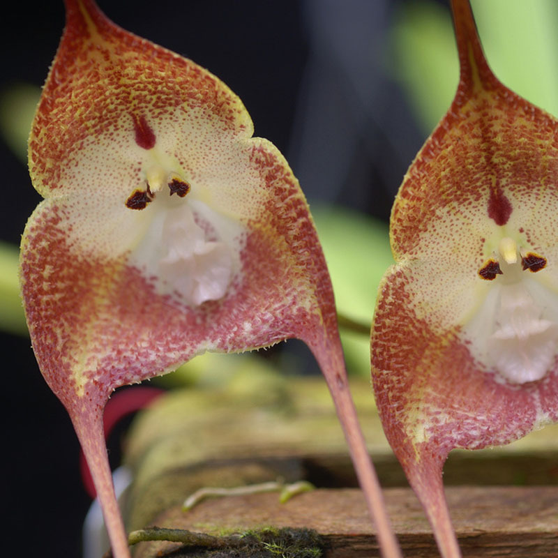 8 kinds Cute Monkey Face Orchid Seeds Monkey Orchid Bonsai plants Flowers Seeds for home garden