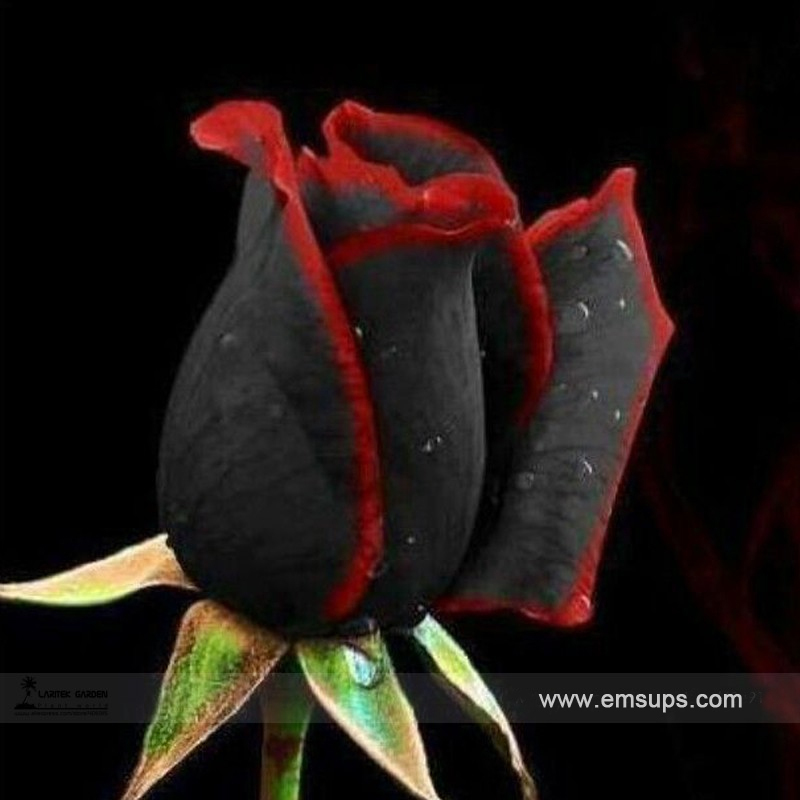50 Seeds Pack Rare Amazingly Beautiful Black Rose Flower with Red Edge Seedling Seed
