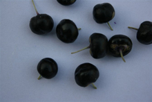 Wild Black Goji Berry Health Tea Goji Berries Chinese Wolfberry Medlar In The Herbal Tea Anti