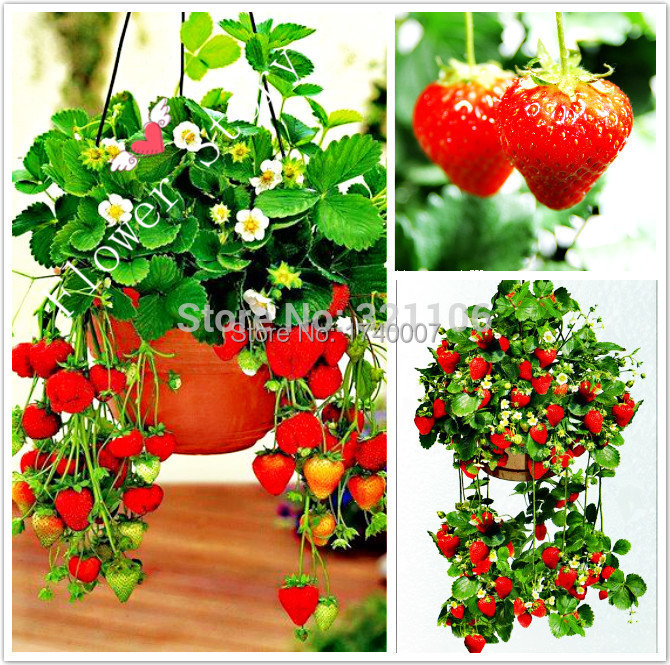 300 Hanging Strawberry Seeds --- Real & Fresh Seed...