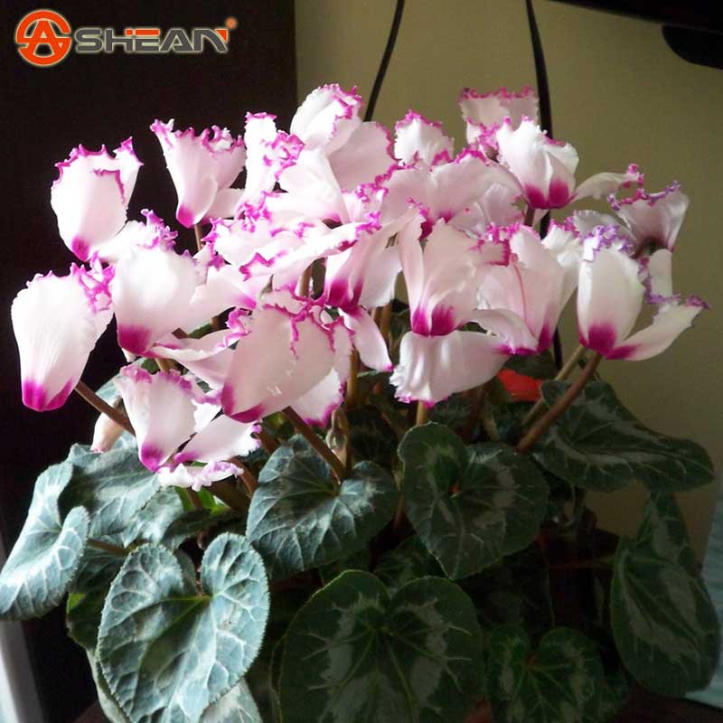 Hot Sale 7 Colors Can be Choose Cyclamen Flower Seeds Perennial Flowering Plants Cyclamen Seeds 100