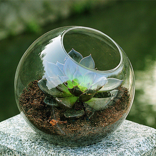 Glass moss orb terrarium,air plants indoor garden terrarium vase,succulent planter globe