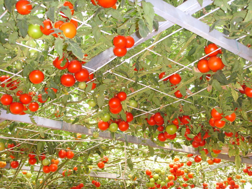 Tomato Giant Italian Tree 100 Seeds Minimum Vegetable Garden Plant Rare 