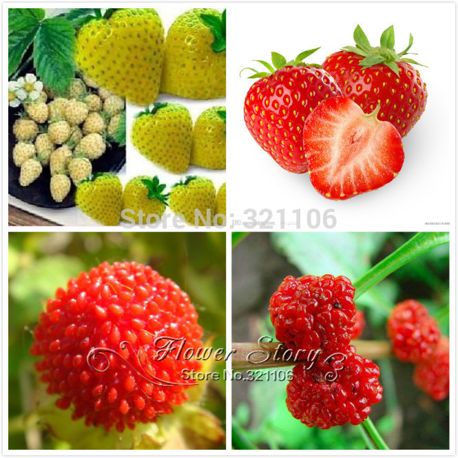 Yellow strawberry coupons