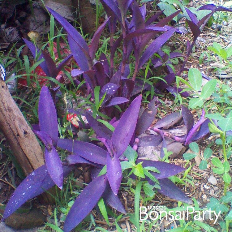 time limit a package 60 pieces rare purple bamboo seeds decorative garden lucky bamboo garden time limit a package 60 pieces rare purple bamboo seeds decorative garden lucky bamboo garden