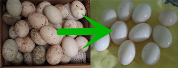 egg washing effect