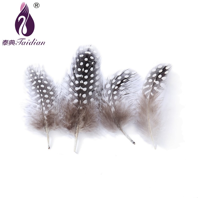 YM-042-1 Guinea pearl Fowl Feather`