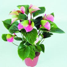 Rare Flower Seeds Pink+Green Anthurium Andraeanu Seeds Balcony Potted Flower Seeds for DIY Home Garden 120PCS Free shipping