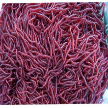 200pcs/lot Carp Fishing Lure Red Worm Soft Bait Artificial Baits Free Shipping NF112