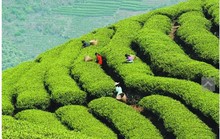 100g Spring biluochun tea 2015 green biluochun premium spring new tea green the green tea for