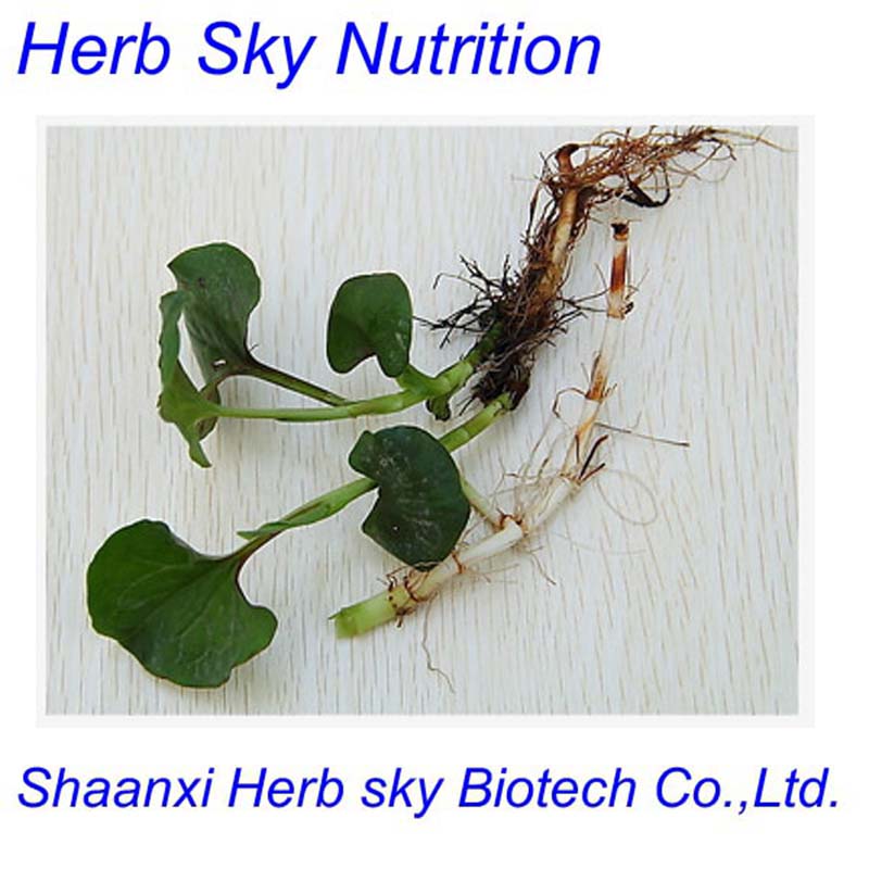100% Natural 10:1 Herba Houttuyniae extract;Heartleaf houttuynia herb p.e.;Houttuynia cordata extract 500g/lot free shipping