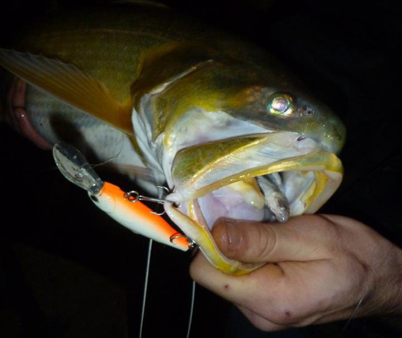 T2YmptXv4bXXXXXXXX-745193550