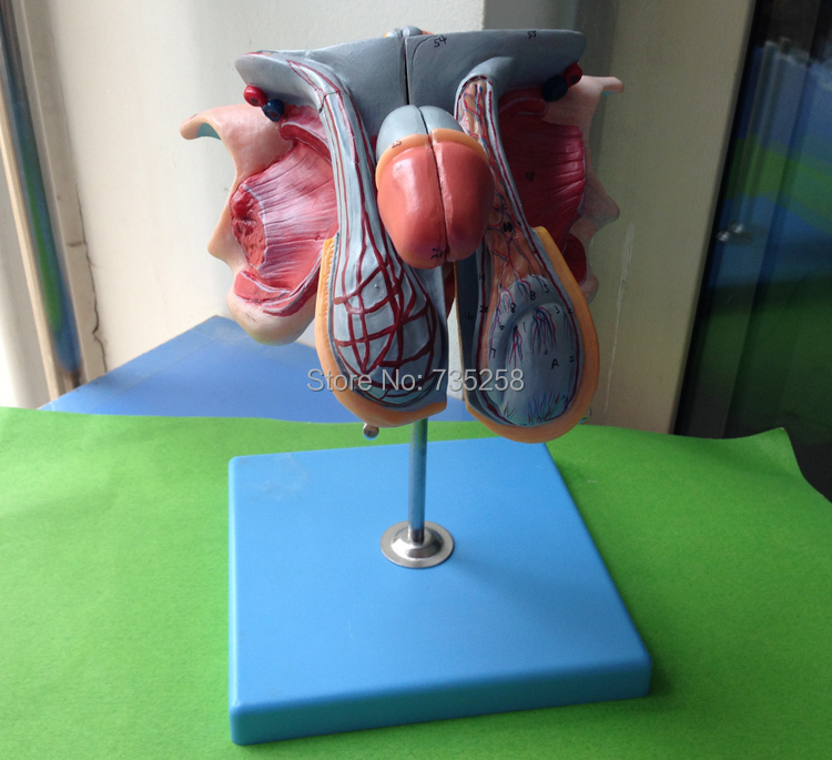 Male Genital Organs Male Genitalia Anatomical Model Structure Male