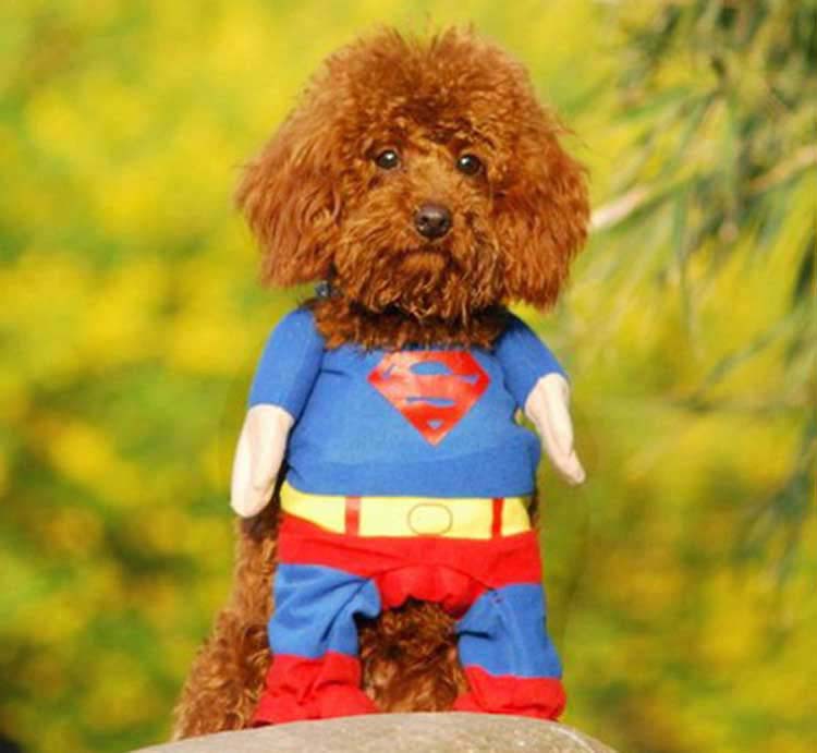 Autumn Winter Popular Pet Dog Clothes Cotton Dog Coats Change To Super Man Pet Clothes freeshipping