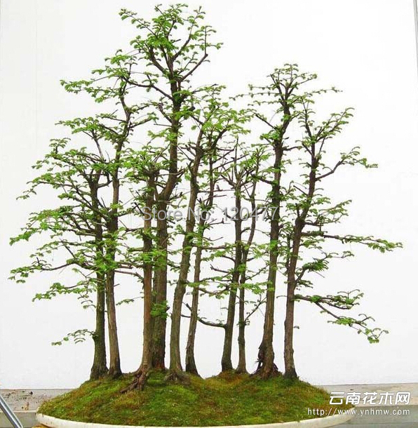 Dawn Redwood Forest Bonsai Seeds Bonsai Tree Metasequoia glyptostroboides Grow Your Own Bonsai Tree 50 Pcs