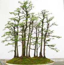 Dawn Redwood Forest Bonsai Seeds Bonsai Tree  Metasequoia glyptostroboides Grow Your Own Bonsai Tree, 50 Pcs/bag
