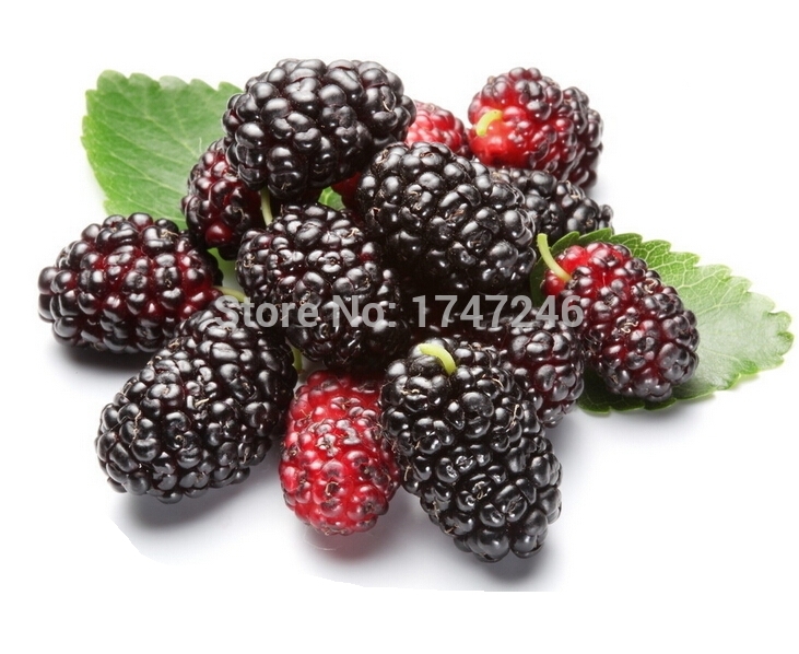 Top Quality Organic mulberry extract powder mulberry powder Mulberry fruit powder