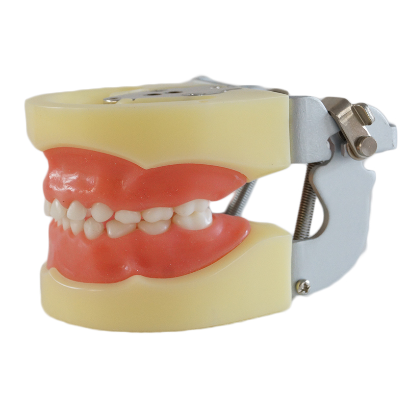 Tooth Care child kid Dental Teaching Study Model Adult Standard Typodont Demonstration Soft Gum FE Articulator