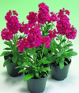 50pcs-Fragrant-Violet-Flower-seeds-Cheiranthus-Cheiri-Linn-For-Home-Garden-Balcony.jpg