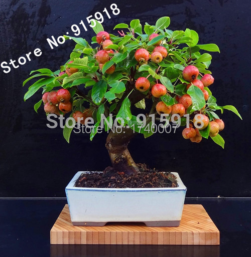 Bonsai fruit seeds 30pcs Mini Apple bonsai tree Fr...