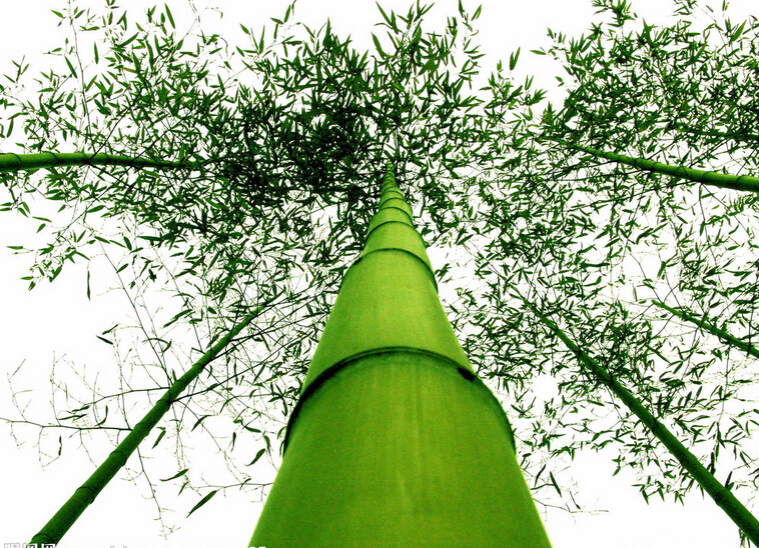 fresh giant moso bamboo seeds MOSO BAMBOO Tree seeds 100 seeds bag