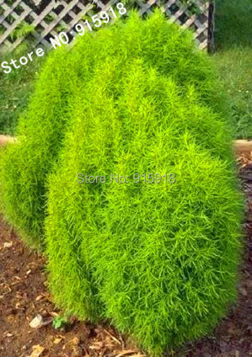 aliexpress com buy grass seeds perennial 100pcs grass aliexpress com buy grass seeds perennial 100pcs grass