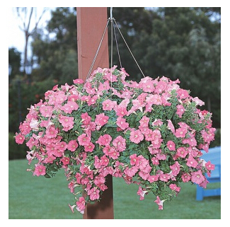 free shipping Flower seeds plant hanging petunia seeds balcony 200 pcs