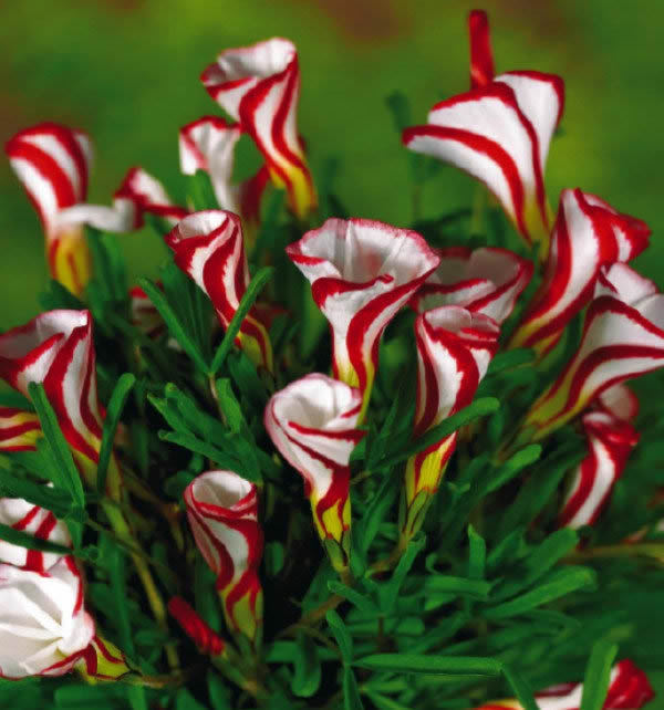 Бесплатная доставка Oxalis лишай цветы семена 150 ШТ. Мире Редких Цветов Для Сада посадки дома О. лишай Цветы Semillas