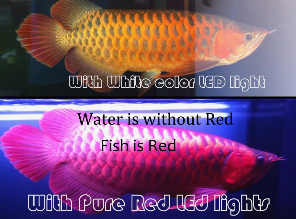 fish Red water clear