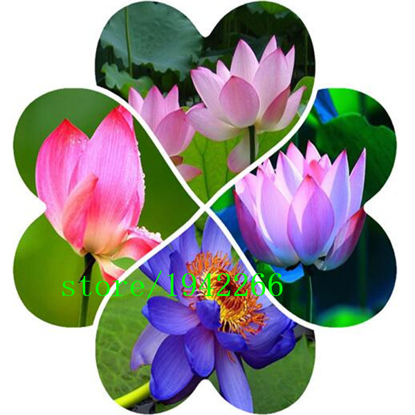 Lotus Flower Plant Edible