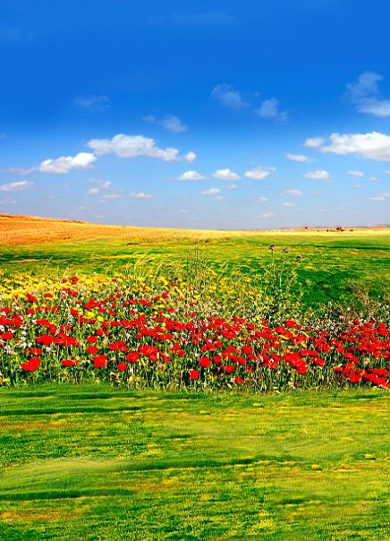 Фотография 600CM*300CM(20ft*10ft ) Fundo Blue sky savannah grassland and flower  phoptography backdrop background for photo studio AY 1167