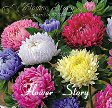 Free Shipping 50 Seeds Chinese  Aster Seeds (Callistephus)give you a garden full of bright, summer big  flowers ,orginal package