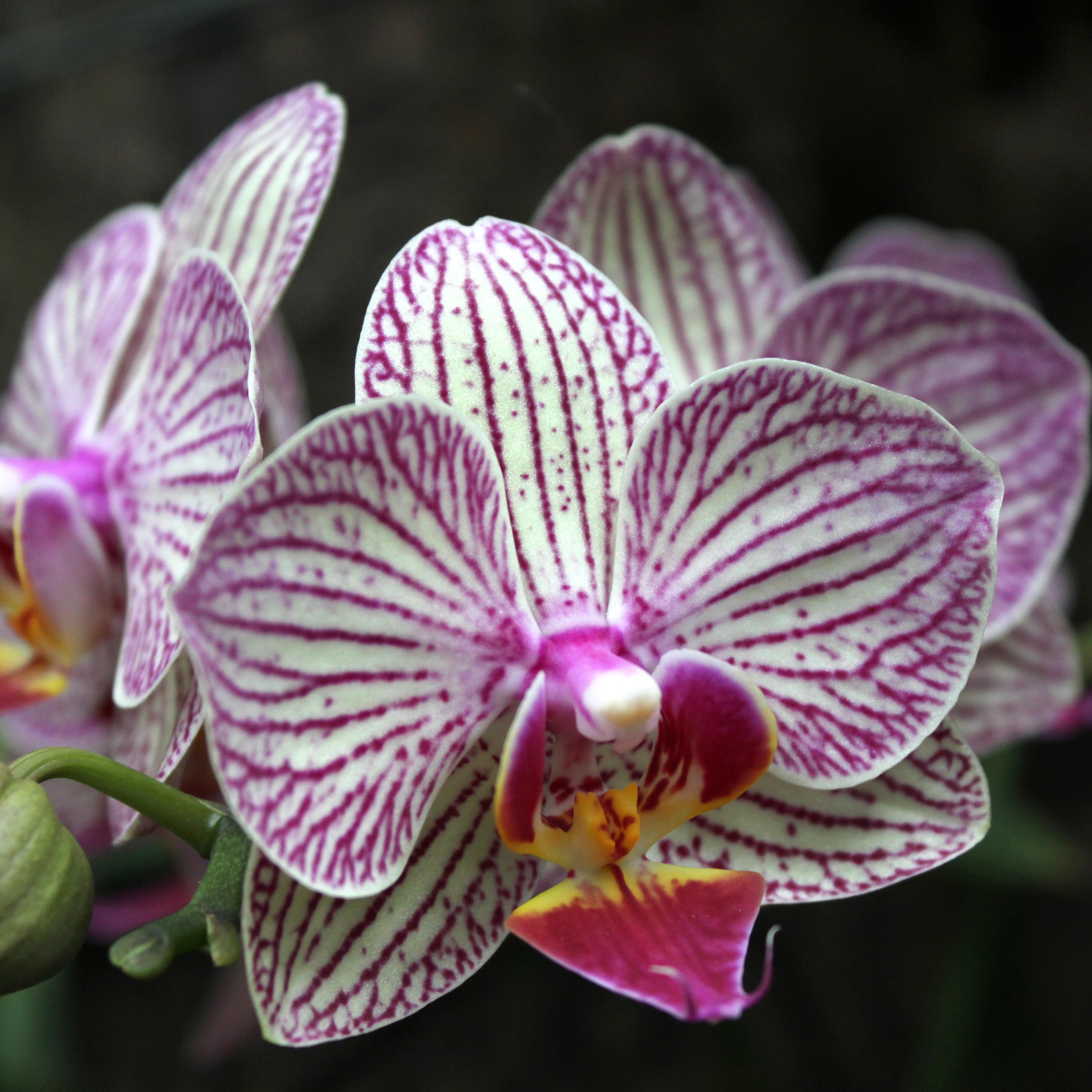 Orchid Phalaenopsis Colors