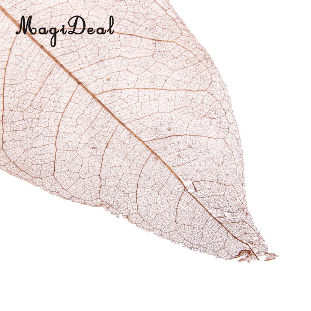 100pcs Natural Magnolia Skeleton Leaf Leaves Card Making Embellishment Decor 