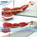 CMAM MUSCLE03 Human Muscles of Arm with Main Vessels and Nerves Anatomical Model