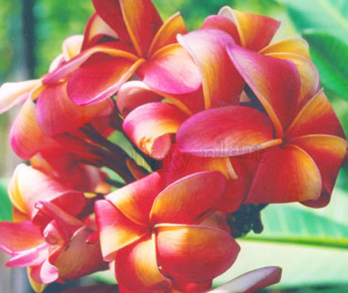plumeria rubra frangipani seed rare real fruit salad 20fresh seeds plumeria tree succulent plumeria rubra frangipani seed rare real fruit salad 20fresh seeds plumeria tree succulent