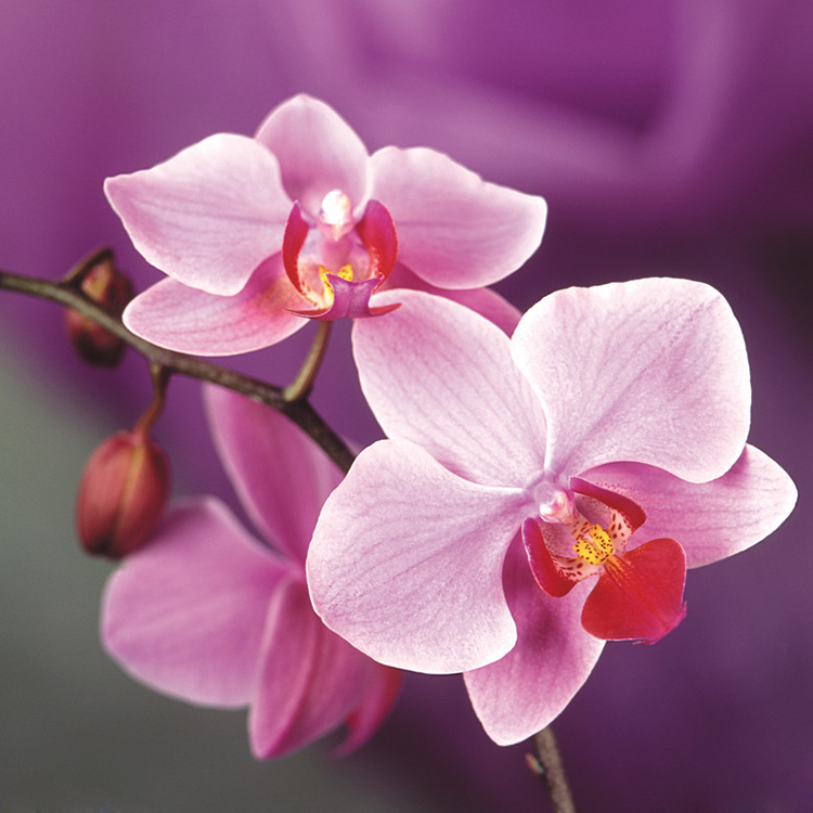 200 Pieces Pink Phalaenopsis Seeds Potted Indoor Flowers Bonsai Four Seasons Orchid Seeds