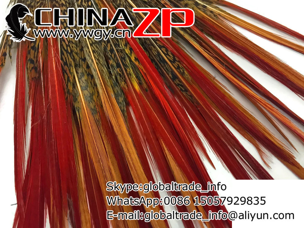 Pheasant feathers, 10 Pieces- 8-10Golden Pheasant Red Tips Loose Feather