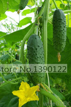 50 japan mini cucumber seeds ORZEL extremely early, Polish variety, for open soil growing vegetable seeds for organic food