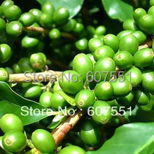 5 Packs 100% Pure Nature Green Coffee Bean Extract 500mg x 500Caps for weight loss