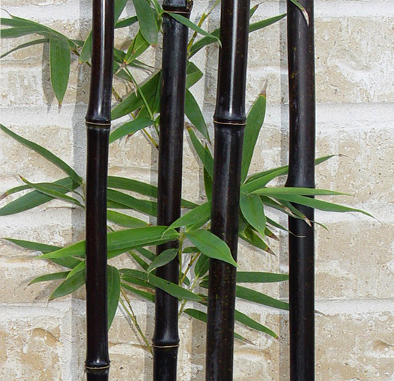 50 biji, / Bag, Hitam langka benih bambu, Phyllostachys 