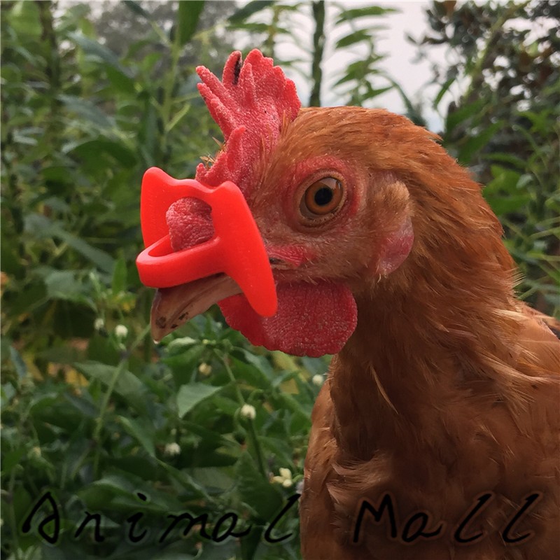 10pcs Creative Chicken Eyes Glasses Avoid Hen peck each other chicken farm 55mMA