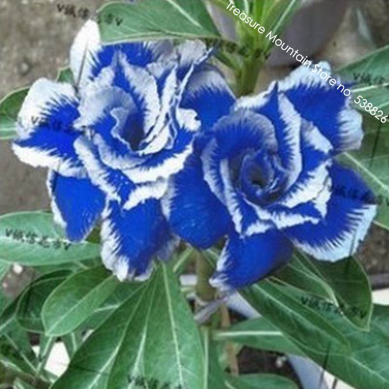 New Rare Blue Desert Rose (Adenium) 2 Seeds, 100% True Variety #TS047