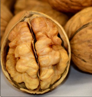 Chinese new 2014 specialties delicious food High quality walnut mosaic special nut walnut 500g free shipping